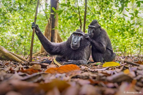 The dominant Crested Macaque being groomed by a female. D750, Tamron 28-75mm.