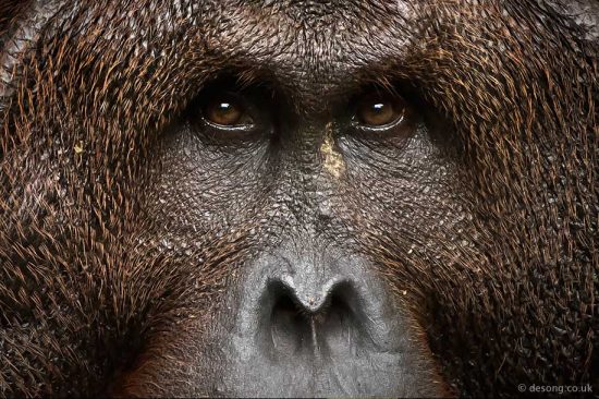 Portrait of a dominant male Orang-utan. D810, 200-500mm at 500mm.