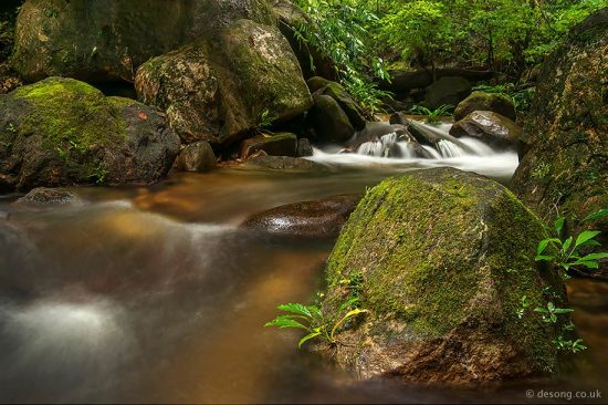 A typical freshwater stream in the Borneo rainforest where many amphibians can be found. D750, Tamron 28-75mm at 28mm.