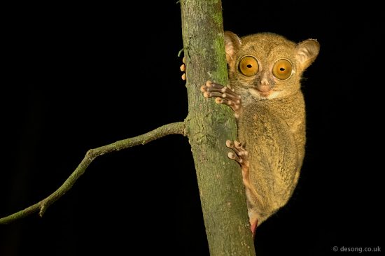 We have been very fortunate to come across this endemic Western Tarsier during one of our night safaris. D750, 150mm macro, torch lit.