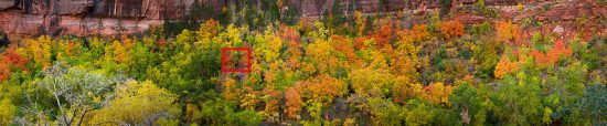 Fall Color Pano in Zion 3 HUGE