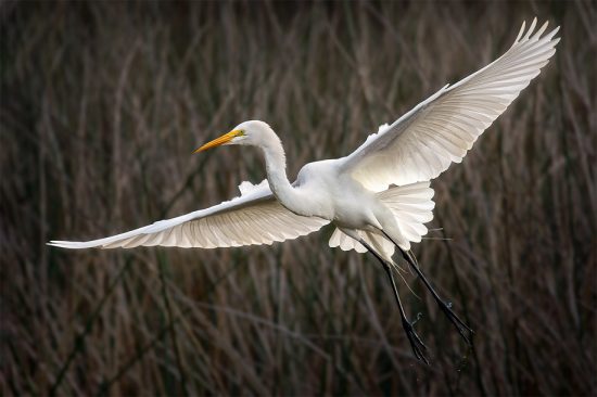 Swooping Egret