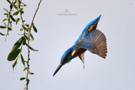 kingfisher-d500_004
