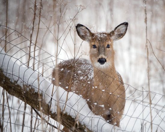 Deer along the fence in the snow, Side Cut Park, near Toledo, OH, US. (c) Steve Perry