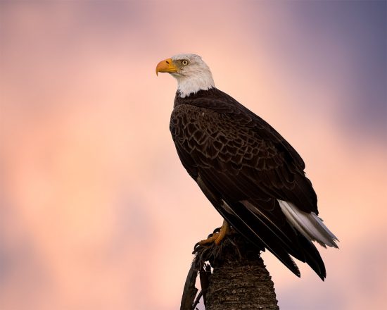 eagle-at-sunset