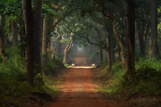 forest-road_dudhwa2_iso5600
