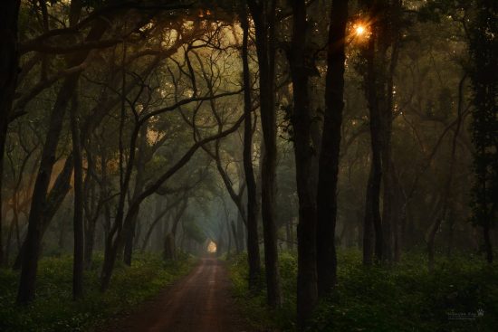 forest-road_early-morning