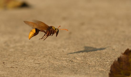 hornet-snapshot-3d-tracking