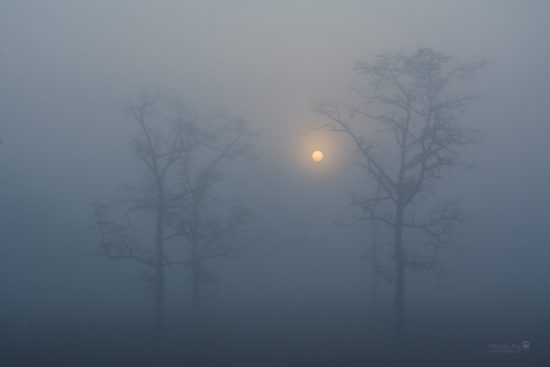 misty-sunrise_grassland