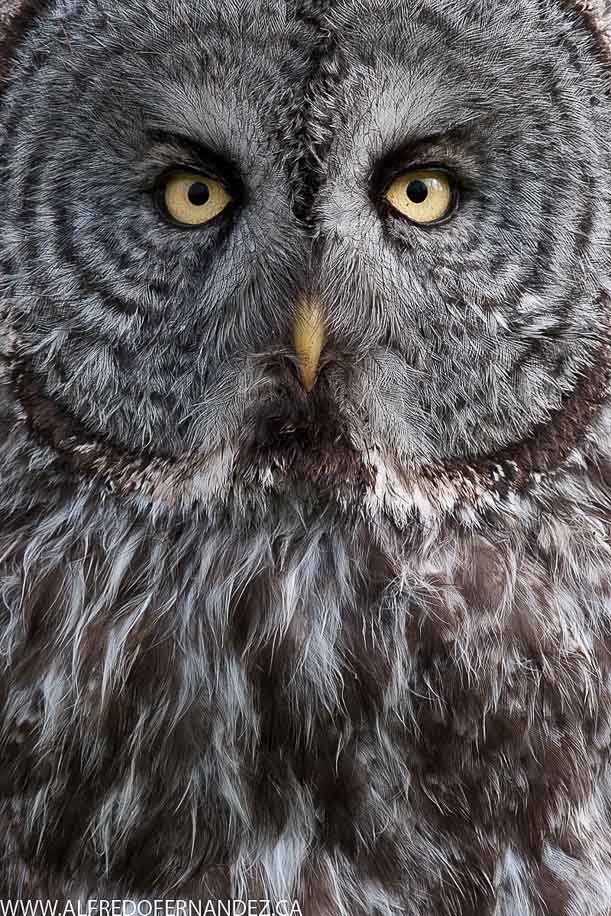 Серая Сова голова. British Owl.