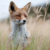 Permalink to Foxes – creatures of the forest