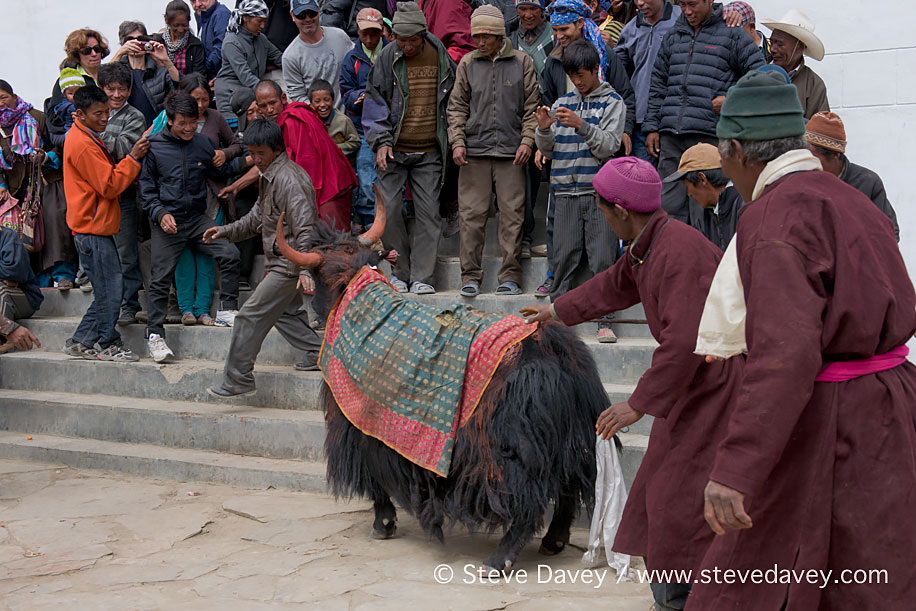 Changpa Nomad pilgrim running from the Monastery Yak, Korzok Gus