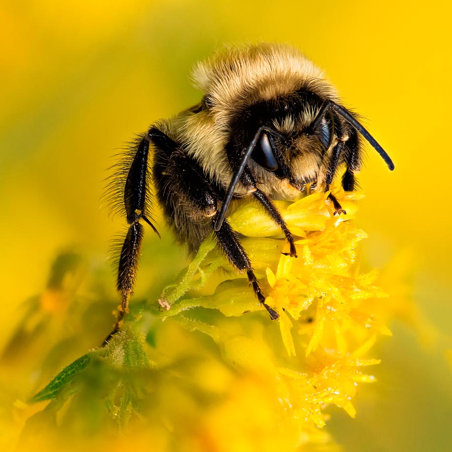 Пчела домашняя. Bee Bumblebee Bumble. Пчела зверь. Домашняя пчела. Bumblebee животное.