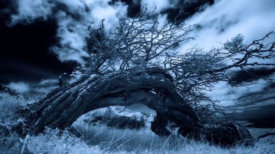 Hawaiian-infrared-time-lapse-of-haunting-Mamane-trees-made-with-IR-converted-Nikon-D5200-2