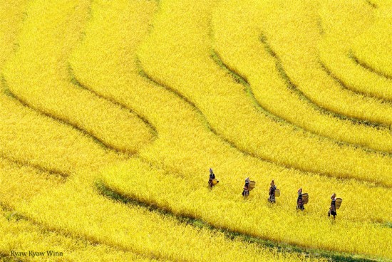 Kyaw-Kyaw-Winn_Rice-terrace-Myanmar-Golden-Triangle