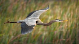 heron-in-flight-steve-perry
