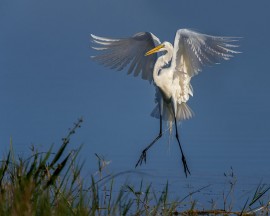 “Hovering Egret”