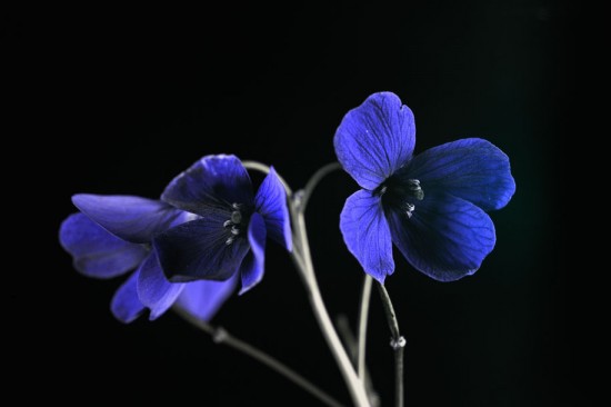 Flower with Cambo Actus and Nikon D810