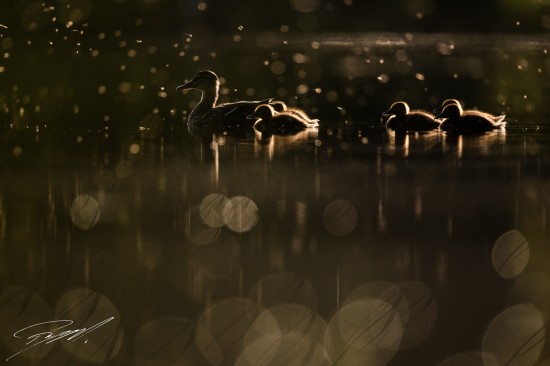 Mallard Duck with chicks – Nikon D4s, 500mm f/4E, 1/3200sec, f/4 @ ISO 250