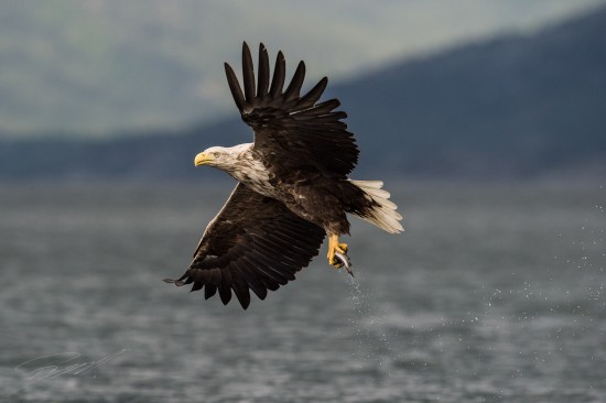 White-tailed Eagle taking off with catch – Nikon D4s, 500mm f/4E, 1/3200 sec, f/6,3 @ ISO 400