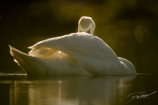 Mute Swan through thin layer of vegetation – Nikon D4s, 500mm f/4E, 1/4000sec, f/4 @ ISO 400