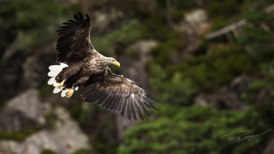 White-tailed Eagle against forest background – Nikon D4s, 500mm f/4E, 1/2000sec, f/5,6 @ ISO 1250