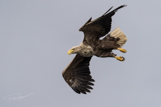 White-tailed Eagle diving at full speed – Nikon D4s, 500mm f/4E, 1/3200sec, f/6,3 @ ISO 400