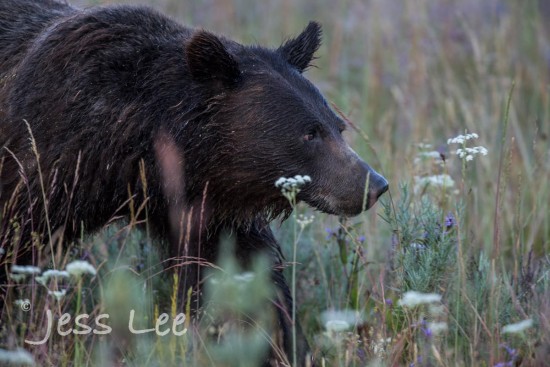 Young grizzly, Yellowstone N.P.