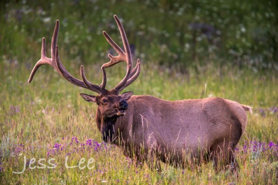Bull Elk before sunrise, July. Yellowstone National Park.