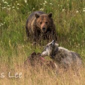 Grizzly and wolf at elk carcass. Yellowstone N.P.