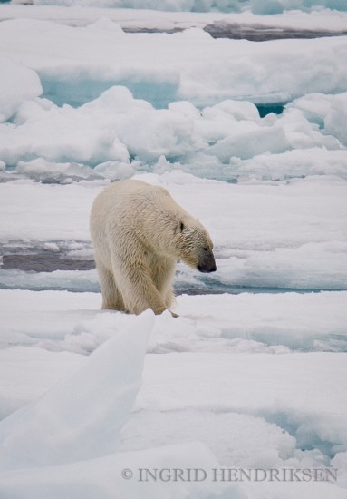 Arctic Svalbard, seen through the lens of my Nikon - Nikon Rumors