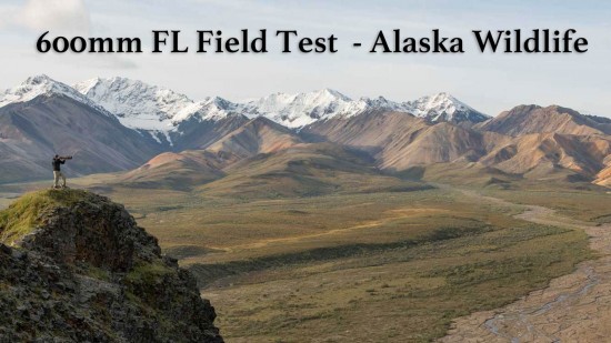Nikon AF-S Nikkor 600mm f:4E FL ED VR lens field review wildlife photography in Alaska