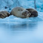 Walrus in the ice – – Nikon D4s, 200-500mm @ 340mm, 1/1600sec, f/5,6 and ISO 1250