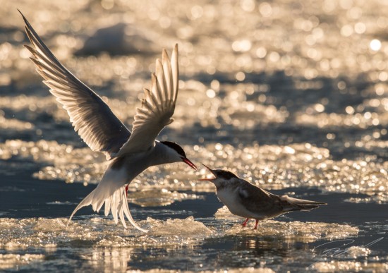 Arctic tern feeding the chick – Nikon D4s, 200-500mm @ 370mm, 1/6400sec, f/7,1 and ISO 1250