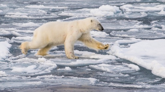 Polar bear north of Svalbard – Nikon D4s, 200-500mm @ 420mm, 1/2000sec, f/8 and ISO 800