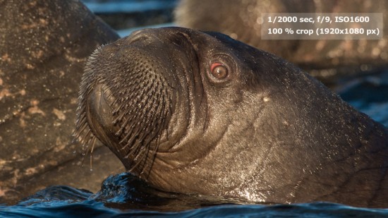 Baby Walrus – 100 % crop to 1920 px.