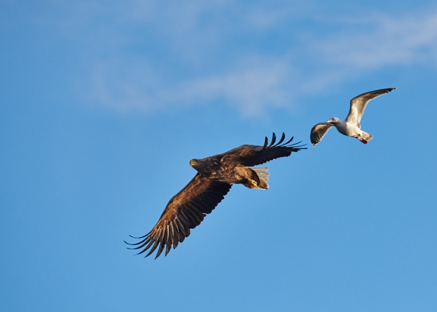 White tailed eagles in Ringstad, Bø, Vesterålen, Norway - Nikon Rumors