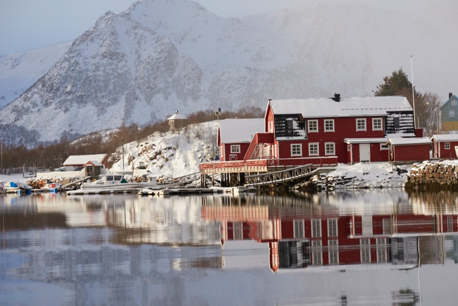 White tailed eagles in Ringstad, Bø, Vesterålen, Norway - Nikon Rumors