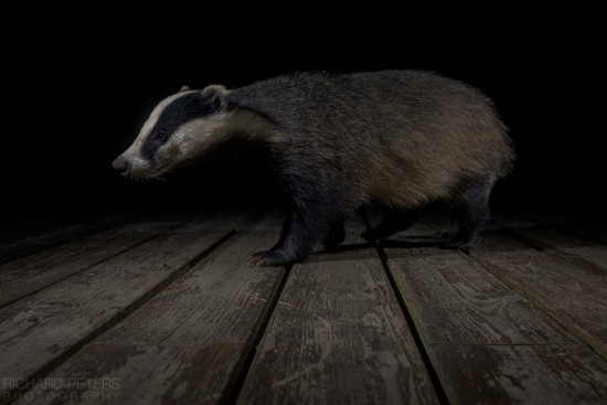 badger_decking_richard_peters_back_garden_safari