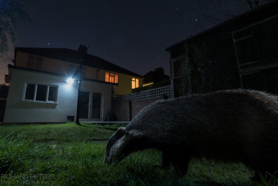 badger_stars_richard_peters_back_garden_safari