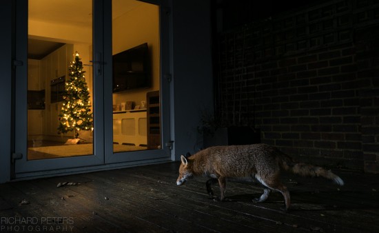 festive_fox_richard_peters_back_garden_safari