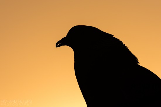 pigeon_silhouette_richard_peters_back_garden_safari