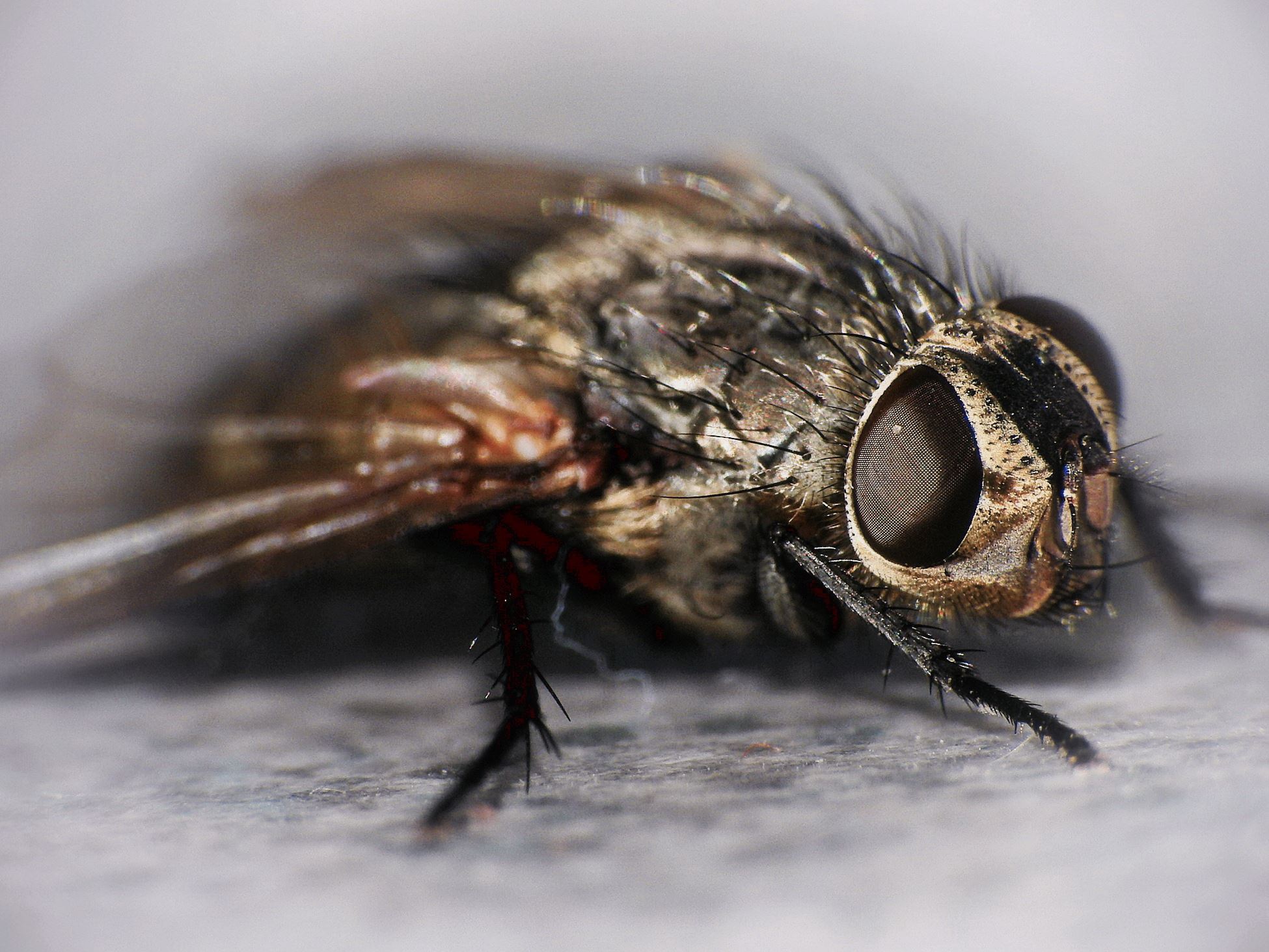 Using the Nikon Coolpix P900 camera with Raynox DCR-250 macro lens