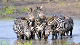 Zebra_9158