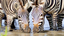 Zebra_9163