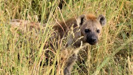 hyena_9867