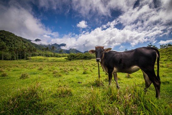 Nikon D600 in the Philippines20