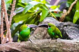 Amazonian Toucanets