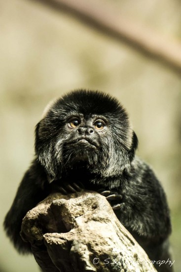 Goeldi’s Marmoset Monkey.