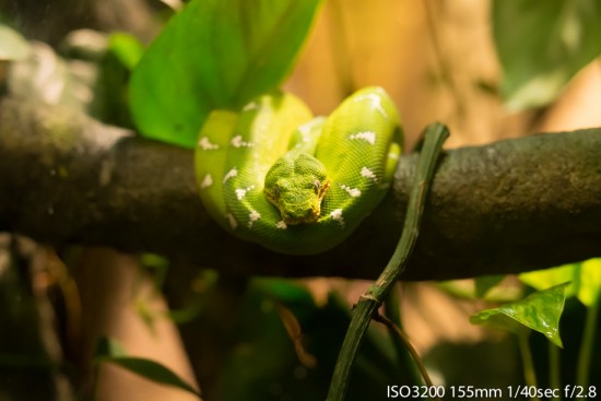 Green Python at Vancouver Aquarium